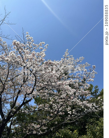 青空に咲く満開の桜 109088835