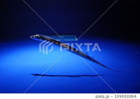 水中の太刀魚 水中の太刀魚 109088864