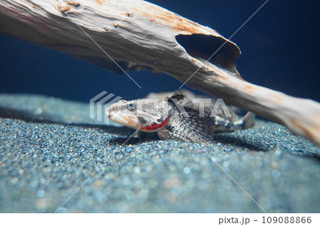有明海の魚 ヤマノカミ 有明海の魚 ヤマノカミ 109088866