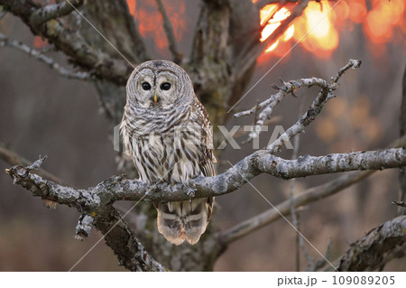 Barred Owl standing on a tree branch with sunset background, Quebec, Canada Barred Owl standing on a tree branch with sunset background, Quebec, Canada 109089205
