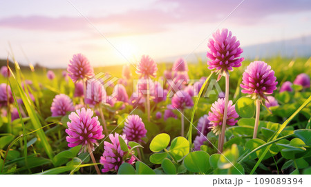 アカツメクサ(赤詰草) 109089394