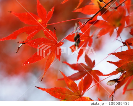 紅葉するイロハモミジ 紅葉するイロハモミジ 109089453