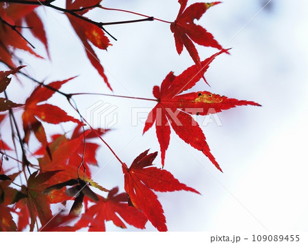 紅葉するイロハモミジ 紅葉するイロハモミジ 109089455