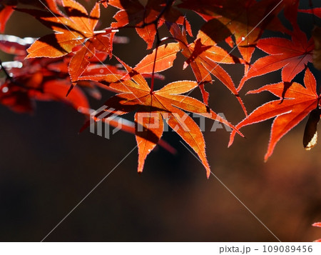 紅葉するイロハモミジ 109089456