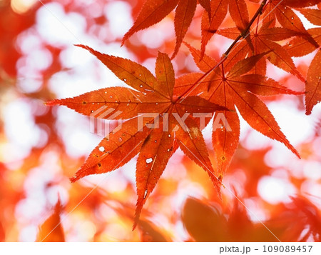 紅葉するイロハモミジ 紅葉するイロハモミジ 109089457