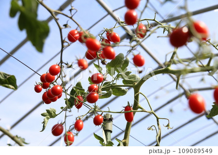 赤いミニトマト 109089549