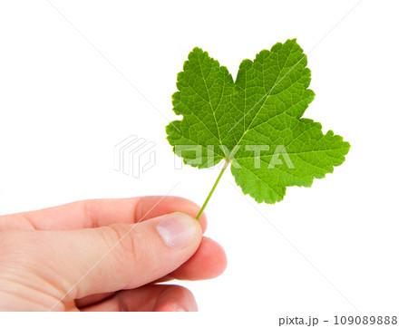green leaf 109089888