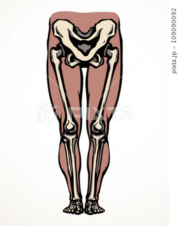 Vector drawing. Bones of the leg 109090092