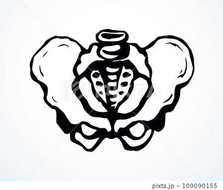 Vector drawing. Pelvic bones icon 109090155