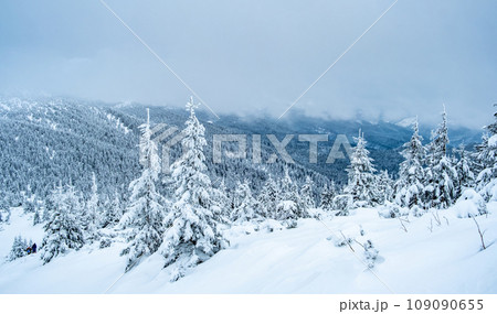 Frozen pine wood under deep snow 109090655