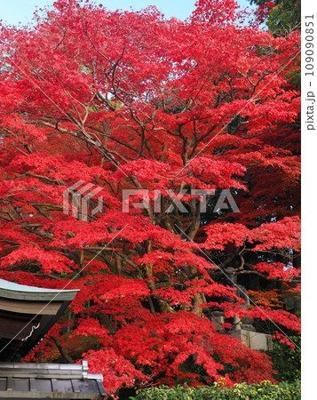 京都　栄摂院の紅葉 109090851
