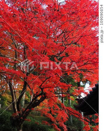 京都　栄摂院の紅葉 109090854