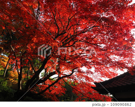 京都　栄摂院の紅葉 109090862