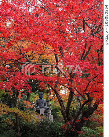 京都 栄摂院の紅葉 京都 栄摂院の紅葉 109090864