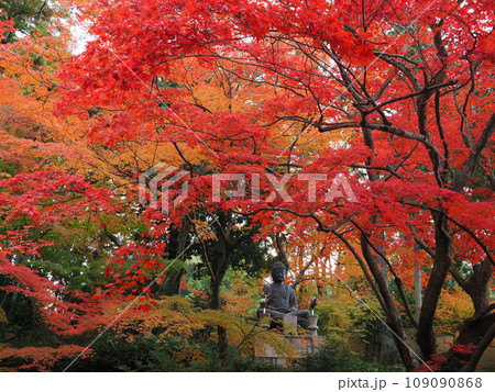 京都 栄摂院の紅葉 京都 栄摂院の紅葉 109090868
