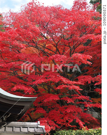 京都　栄摂院の紅葉 109090871