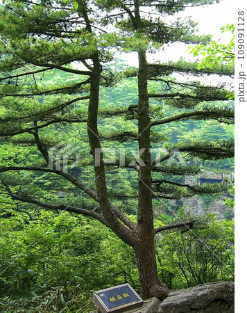 中国・黄山「破石松」 / Huangshan, China 109091128