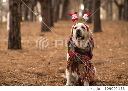 Labrador in a plaid on the street in the forest. Christmas theme with a dog. Labrador in a plaid on the street in the forest. Christmas theme with a dog. 109091138
