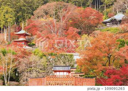 紅葉見頃な勝尾寺 109091263