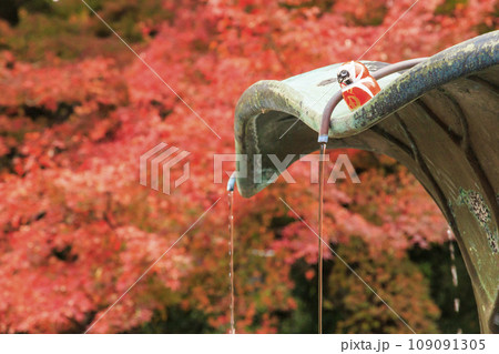 紅葉見頃な勝尾寺 109091305