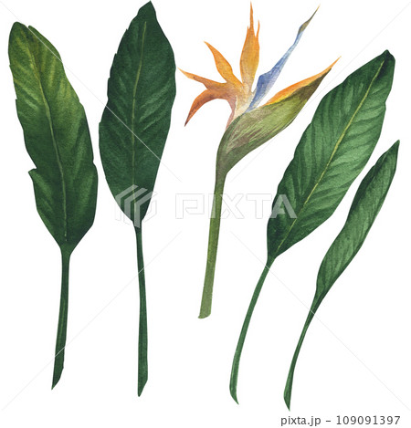 Watercolor illustration of exotic orange flower strelitzia bird of paradise flower with leaves. Green tropical plant, hand drawn, isolated Watercolor illustration of exotic orange flower strelitzia bird of paradise flower with leaves. Green tropical plant, hand drawn, isolated 109091397