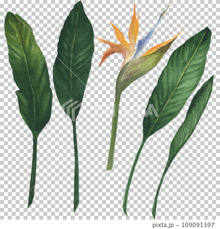Watercolor illustration of exotic orange flower strelitzia bird of paradise flower with leaves. Green tropical plant, hand drawn, isolated Watercolor illustration of exotic orange flower strelitzia bird of paradise flower with leaves. Green tropical plant, hand drawn, isolated 109091397