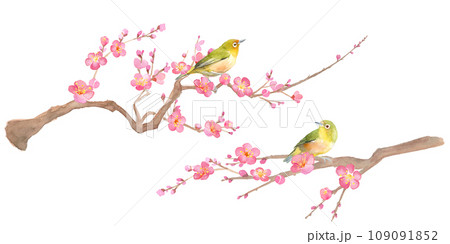 早春の花：梅の花とメジロの水彩イラスト。紅梅と小鳥。 109091852