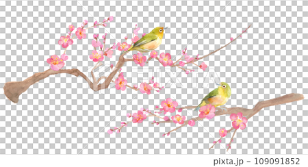 早春の花：梅の花とメジロの水彩イラスト。紅梅と小鳥。 109091852