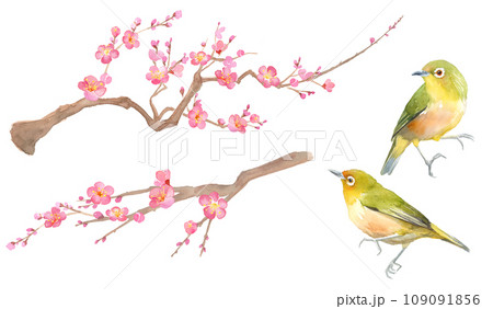 梅の花とメジロの水彩イラスト。紅梅と小鳥。のイラスト素材