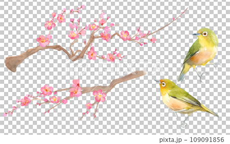 Watercolor illustration of plum blossoms and white-eye. Red plum and small bird. 109091856