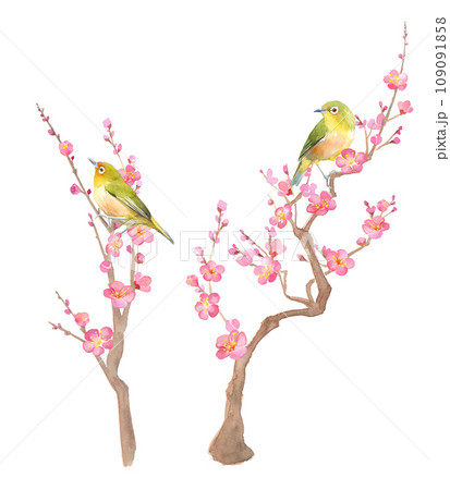 梅の花とメジロの水彩イラスト。紅梅と小鳥。縦型のイラスト素材