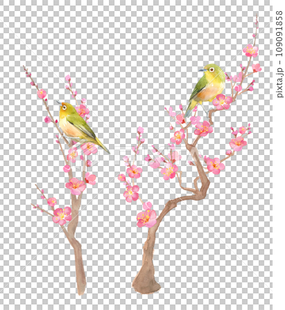 梅の花とメジロの水彩イラスト。紅梅と小鳥。縦型 梅の花とメジロの水彩イラスト。紅梅と小鳥。縦型 109091858
