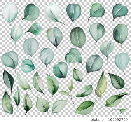 Watercolor eucalyptus green leaves isolatedillustration, wedding Element Watercolor eucalyptus green leaves isolatedillustration, wedding Element 109092799