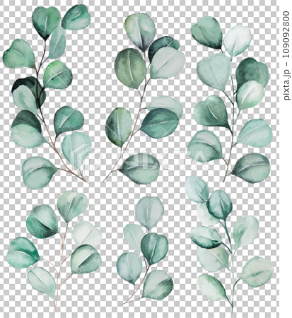 Watercolor eucalyptus twigs with green leaves isolated illustration, wedding Element Watercolor eucalyptus twigs with green leaves isolated illustration, wedding Element 109092800
