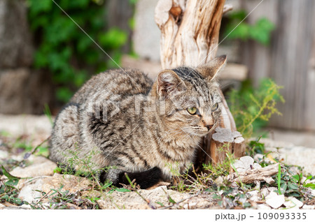 Close-up of an outdoor cat puppy. 109093335