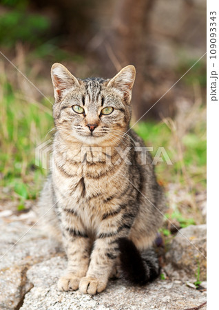 Close-up of an outdoor cat puppy. Close-up of an outdoor cat puppy. 109093343