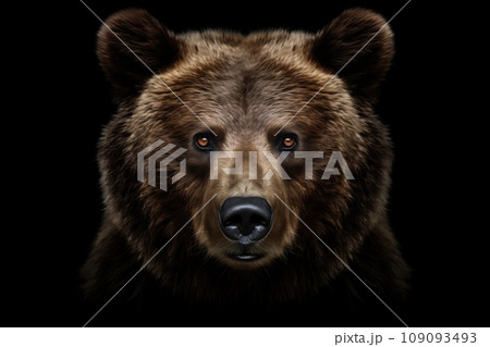 Front view of brown bear isolated on black background. Portrait of Kamchatka bear (Ursus arctos beringianus) 109093493