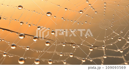 Cobweb or spiderweb natural rain pattern background close-up. Cobweb with drops of rain pattern in blue light. Cobweb net texture with morning rain bokeh. 109093569