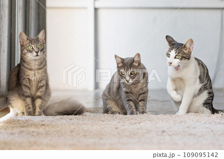 Domestic cat. Kitten pet indoor portrait 109095142