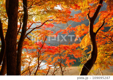 六甲山の登山道、神戸布引の貯水池の周りの木々が赤く色づく見事な紅葉。 六甲山の登山道、神戸布引の貯水池の周りの木々が赤く色づく見事な紅葉。 109095287