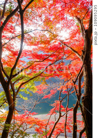 六甲山の登山道、神戸布引の貯水池の周りの木々が赤く色づく見事な紅葉。 六甲山の登山道、神戸布引の貯水池の周りの木々が赤く色づく見事な紅葉。 109095295