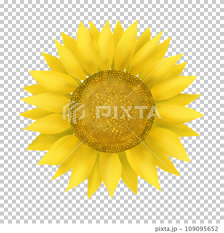 Big sunflower flower Big sunflower flower 109095652