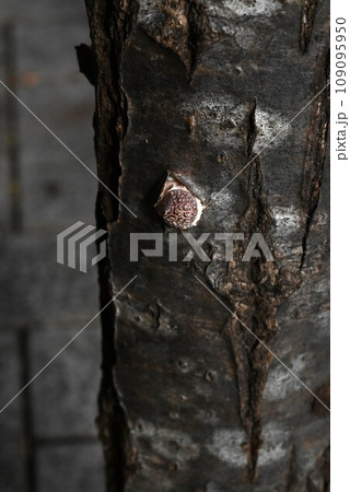 シイタケの人工栽培 / コナラの木の原木栽培 / 伐採乾燥したコナラの原木にシイタケ菌を植える 109095950