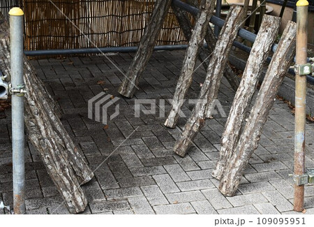 シイタケの人工栽培 / コナラの木の原木栽培 / 伐採乾燥したコナラの原木にシイタケ菌を植える 109095951