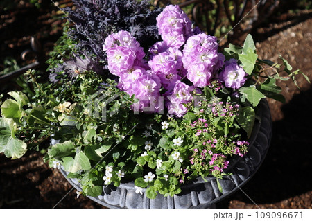 薄紫色のストックの花寄せ植え 109096671