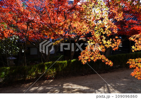 紅葉6919 紅葉6919 109096860