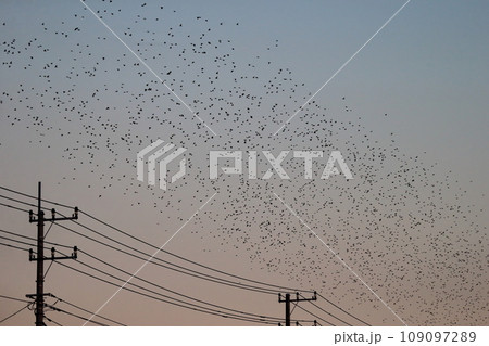 夕暮れ時の鳥の群れ(ムクドリ) 夕暮れ時の鳥の群れ(ムクドリ) 109097289