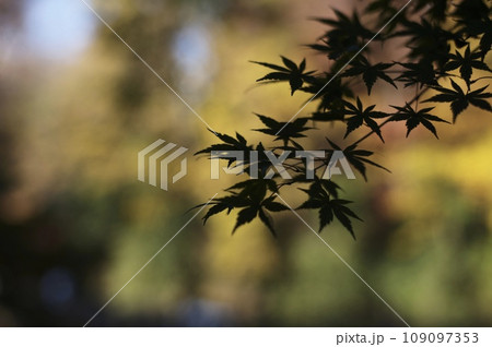 もみじ 109097353