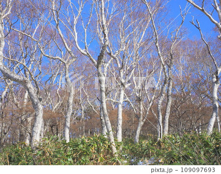 那須高原ダケカンバの森 109097693