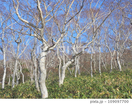 那須高原ダケカンバの森 109097700